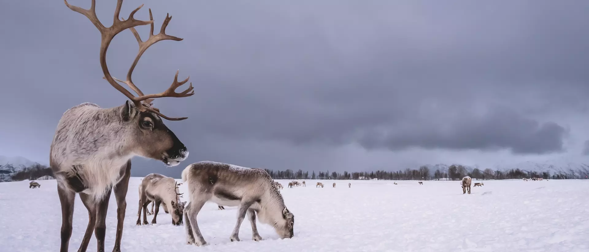 Reindeer in snow, Tromso region, Northern Norway.