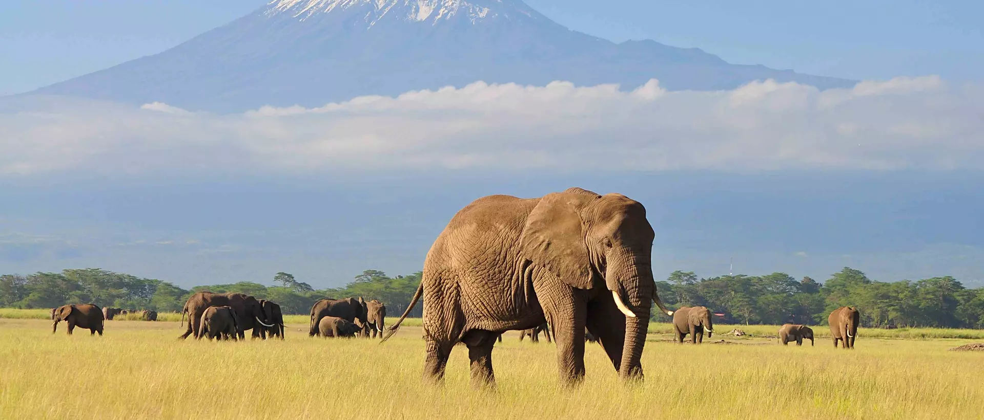 Elephant Standing at Amboseli national park with Kilimanjaro in the background.