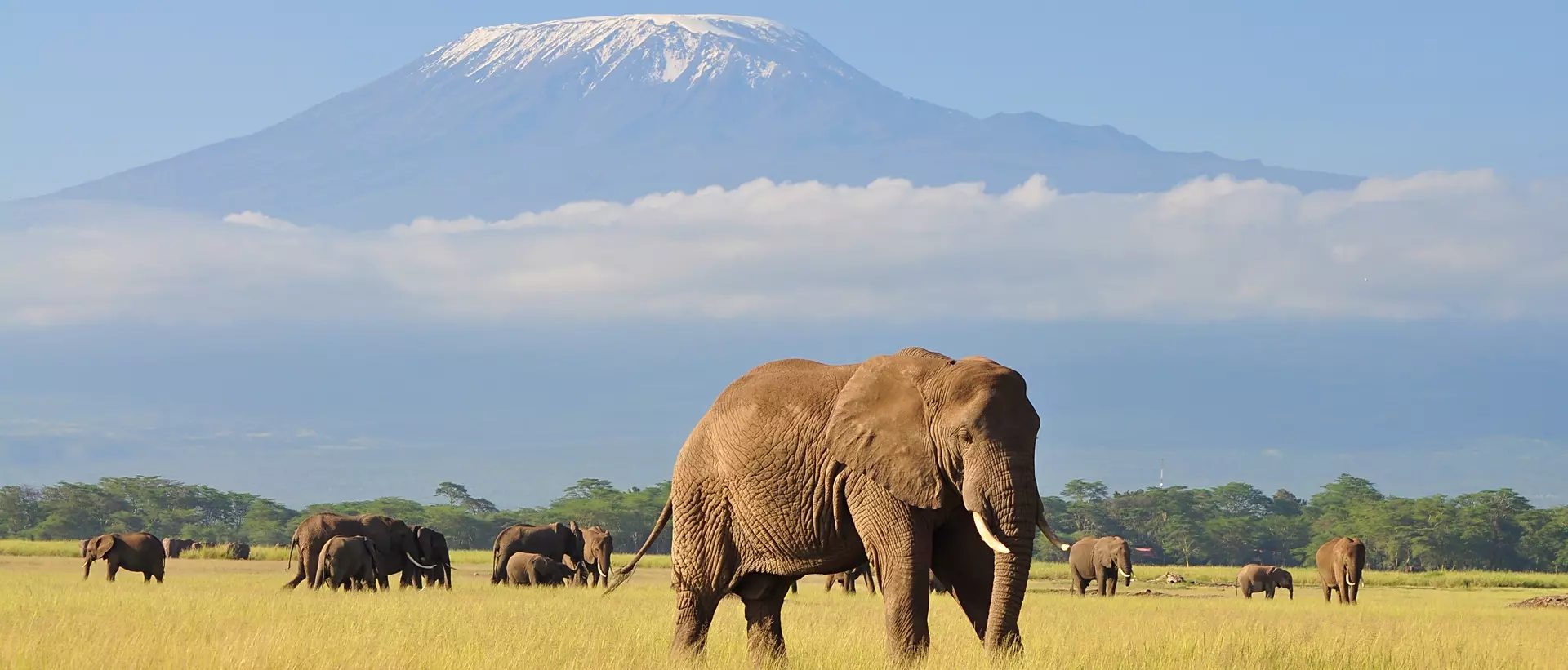 Elephant Standing at Amboseli national park with Kilimanjaro in the background.