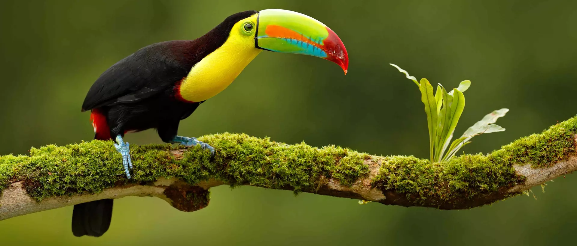 Toucan, Belize