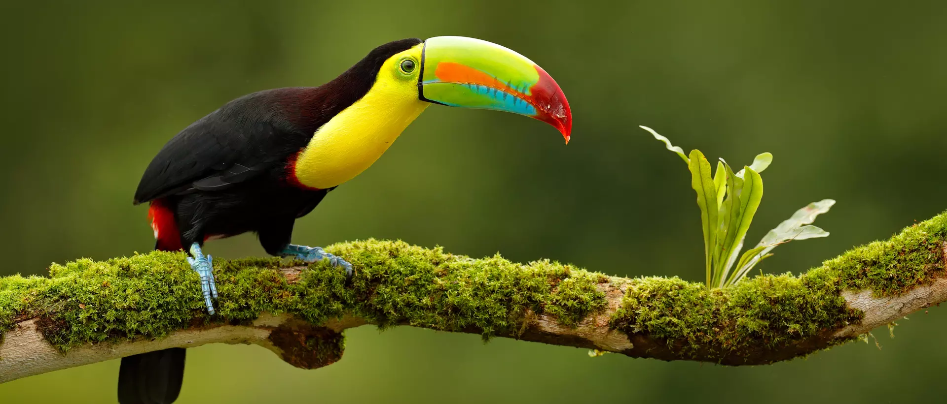 Toucan, Belize