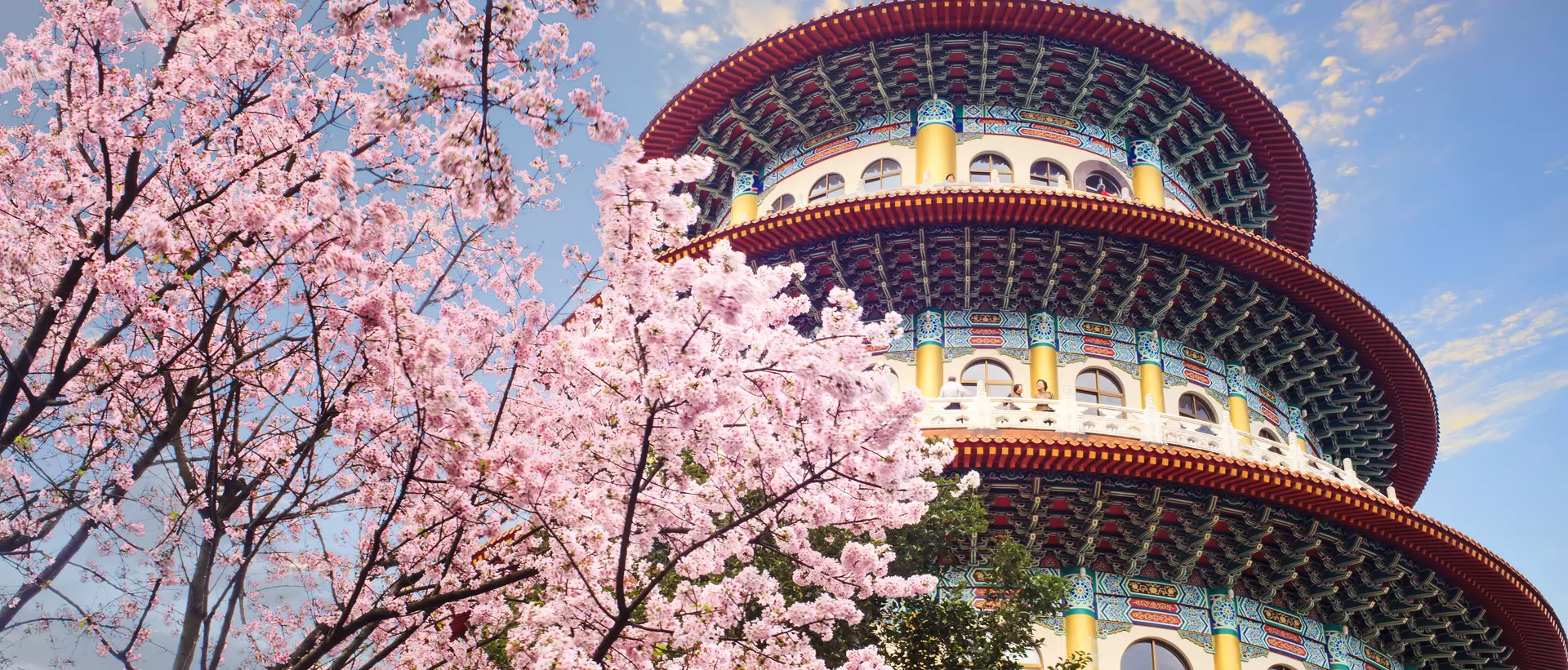 Sakura garden in Taipei, Taiwan