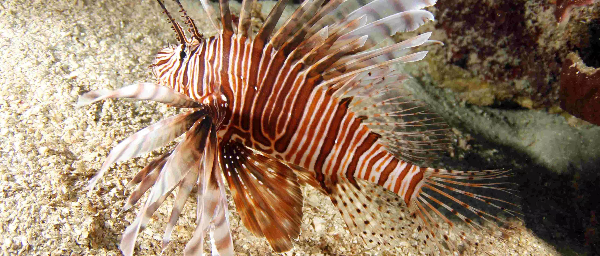 Common lionfish, honduras.
