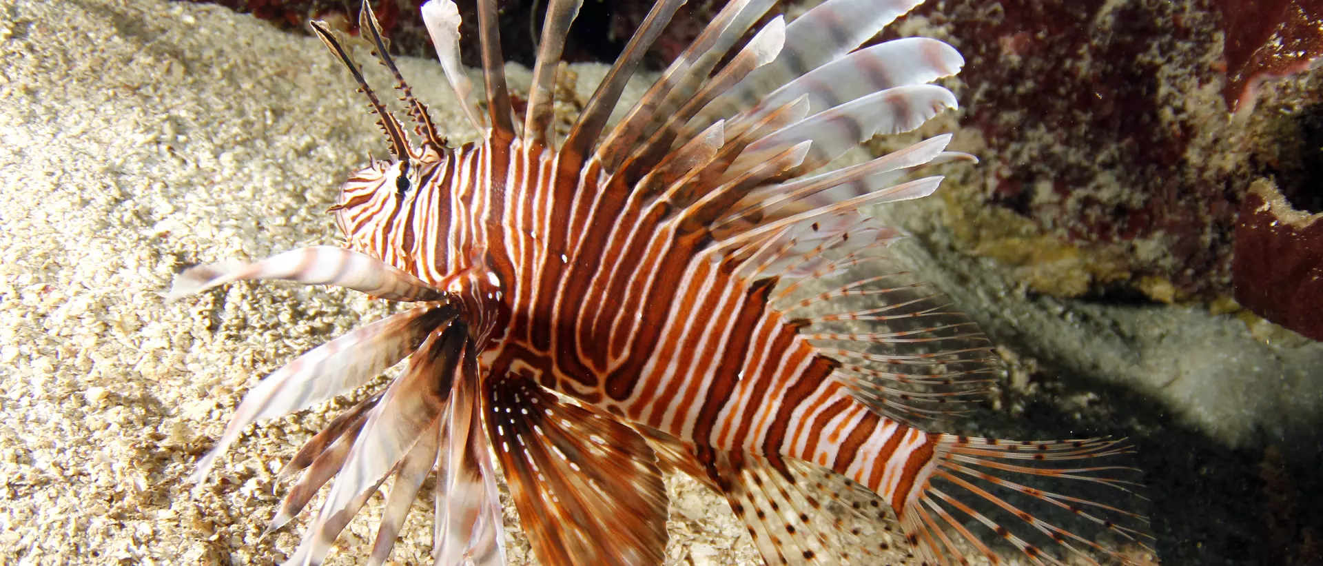 Common lionfish, honduras.