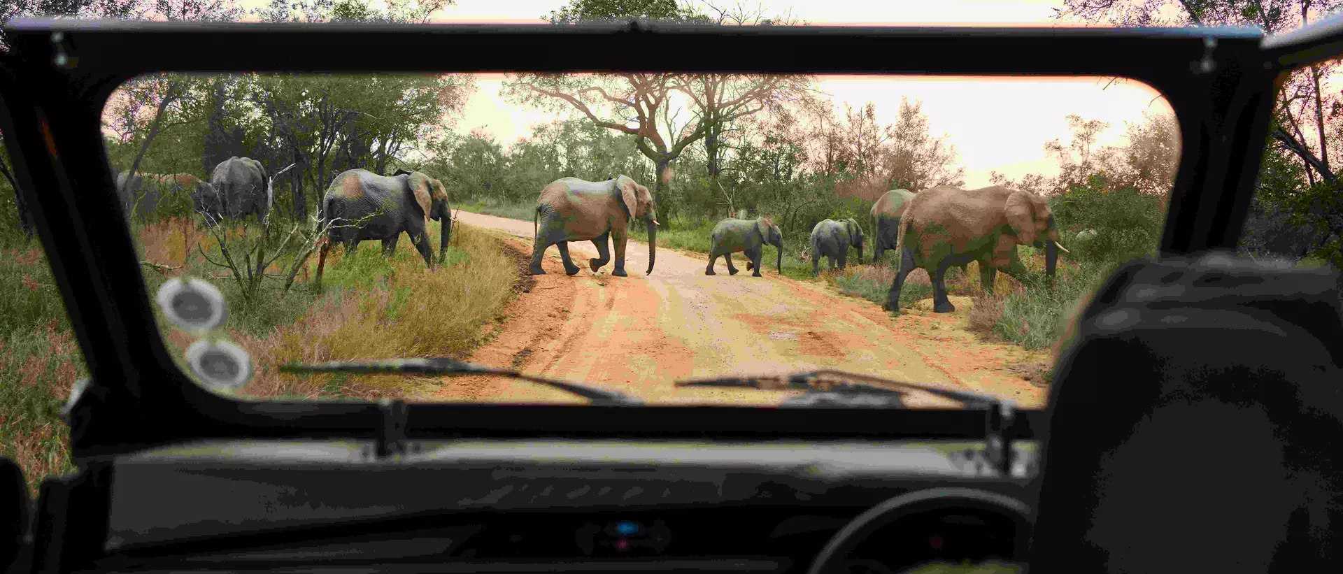 A group of elephants crossing the road in front of a safari vehicle in South Africa.