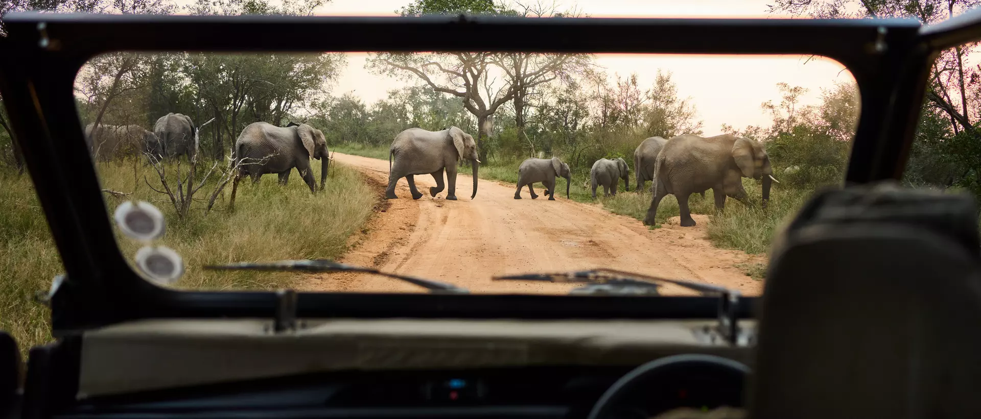 A group of elephants crossing the road in front of a safari vehicle in South Africa.