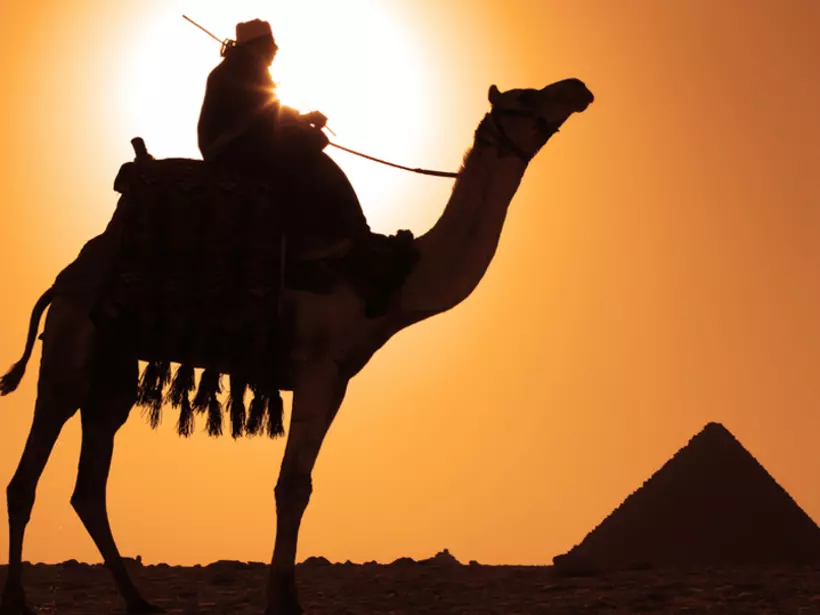 A Bedouin on a camel near the pyramids