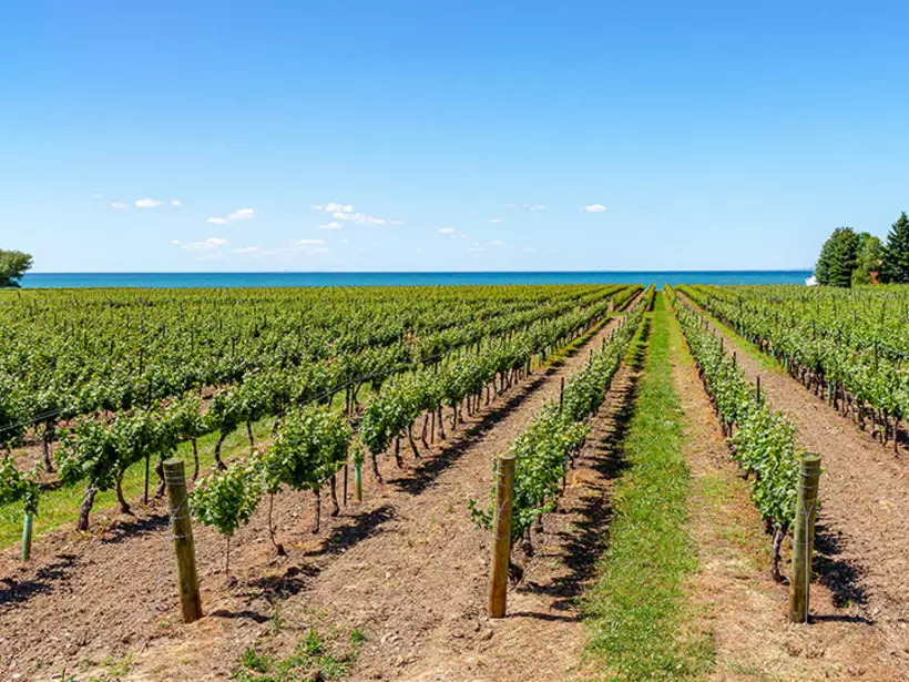 Vineyard on the lakeshore of Niagara on the Lake