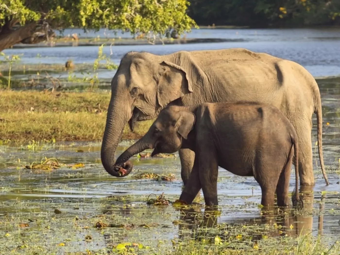 Capture the natural lives of elephants, leopards, birds, and more in Yala National Park