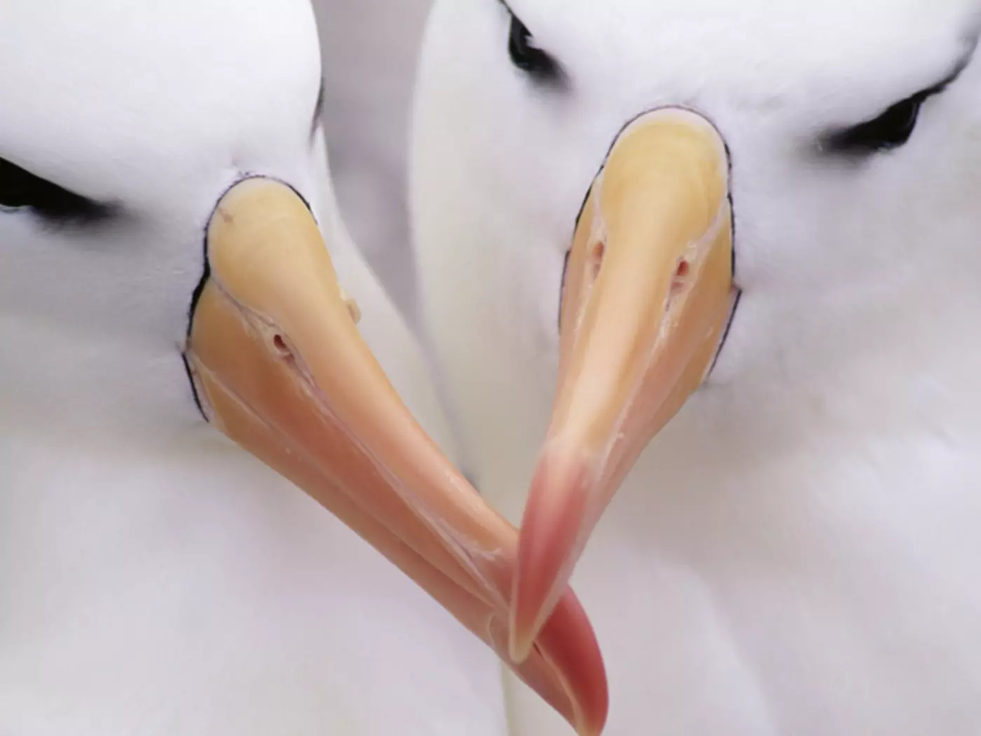 Albatrosses