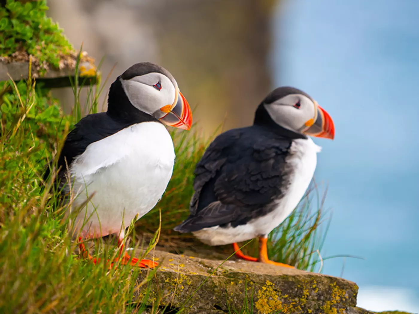 The Atlantic Puffin are the most numerous species of bird in the Faroe Islands The Atlantic Puffin are the most numerous species of bird in the Faroe Islands