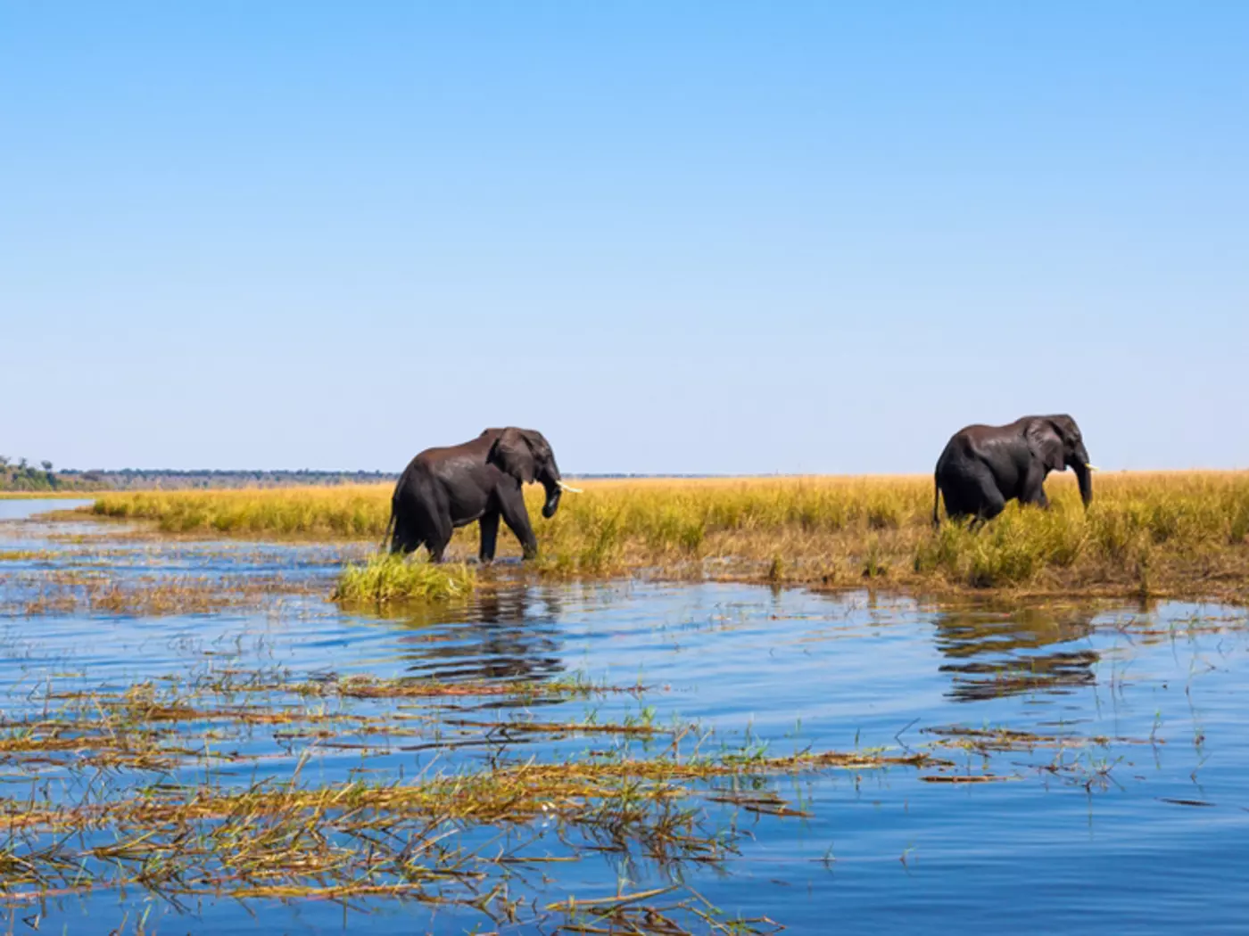 Capture the moment as you watch elephants walking out of the river Chobe