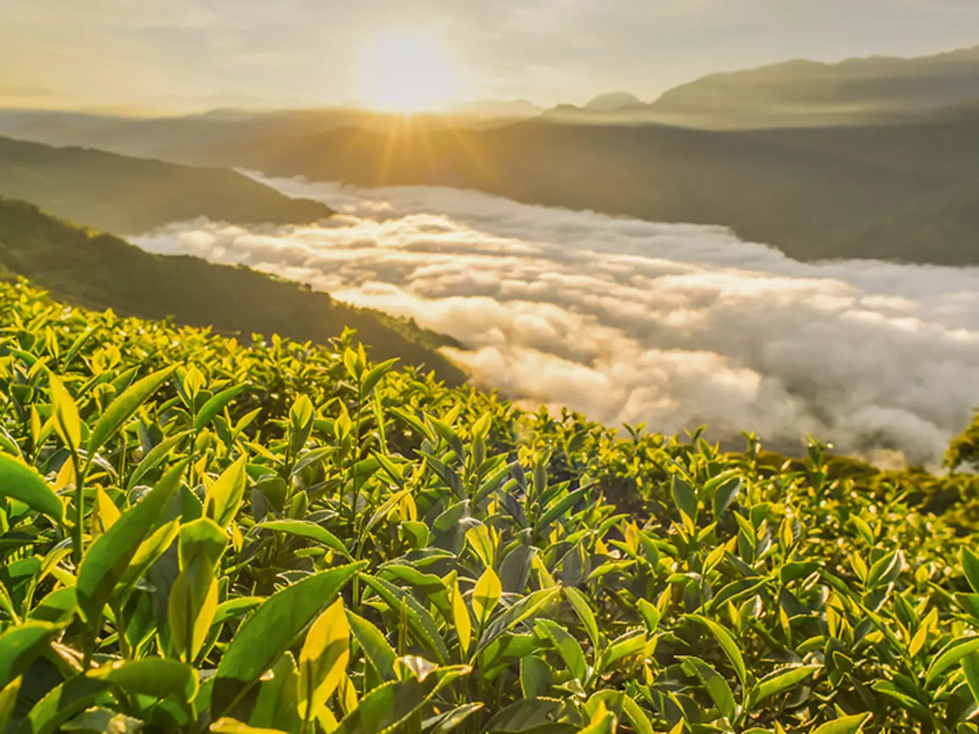 Experience the taste of fresh oolong tea, grown in the mountain regions of Taiwan