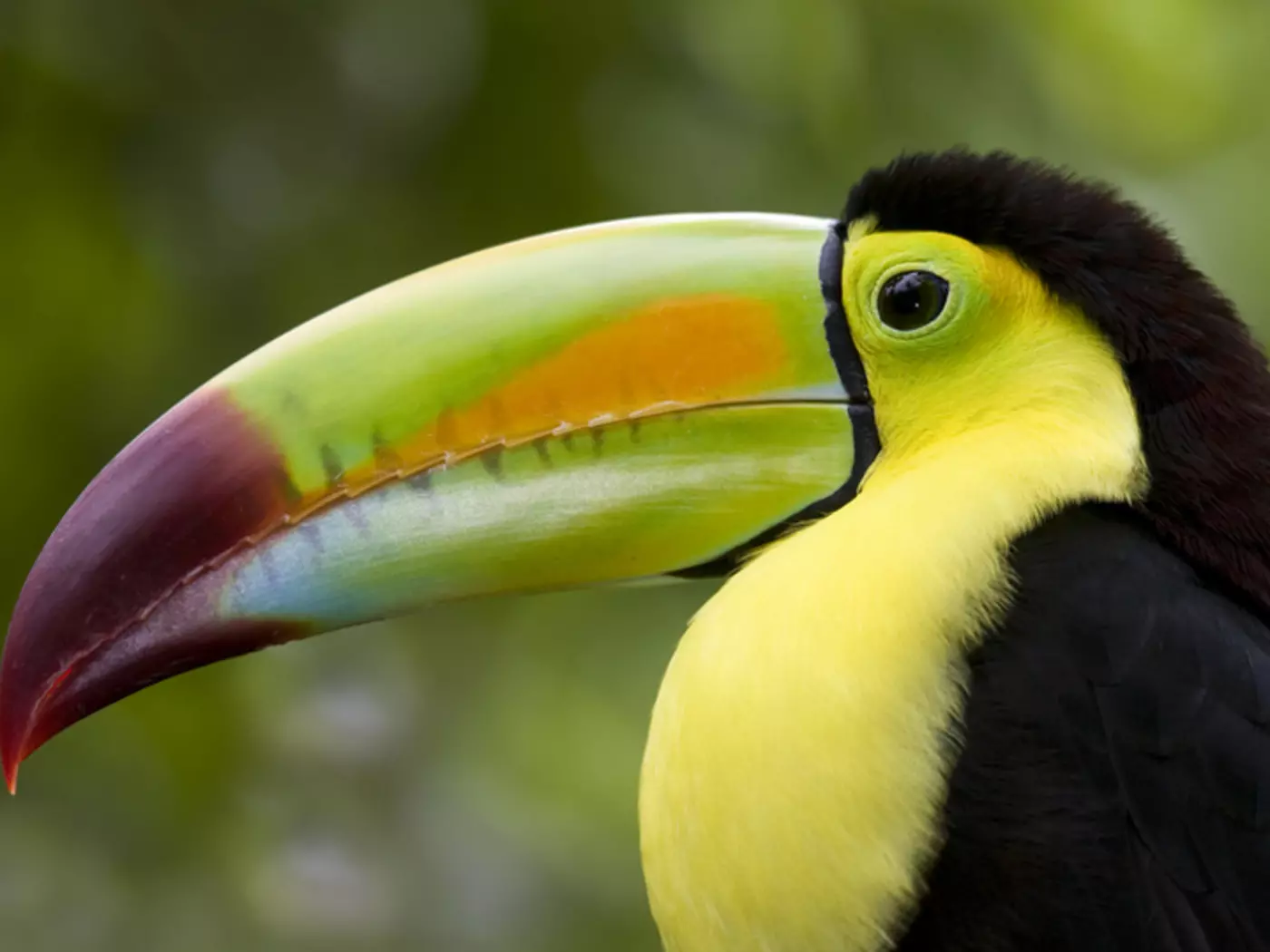 Colourful Toucans – are a popular photo opportunity while on Belize vacations