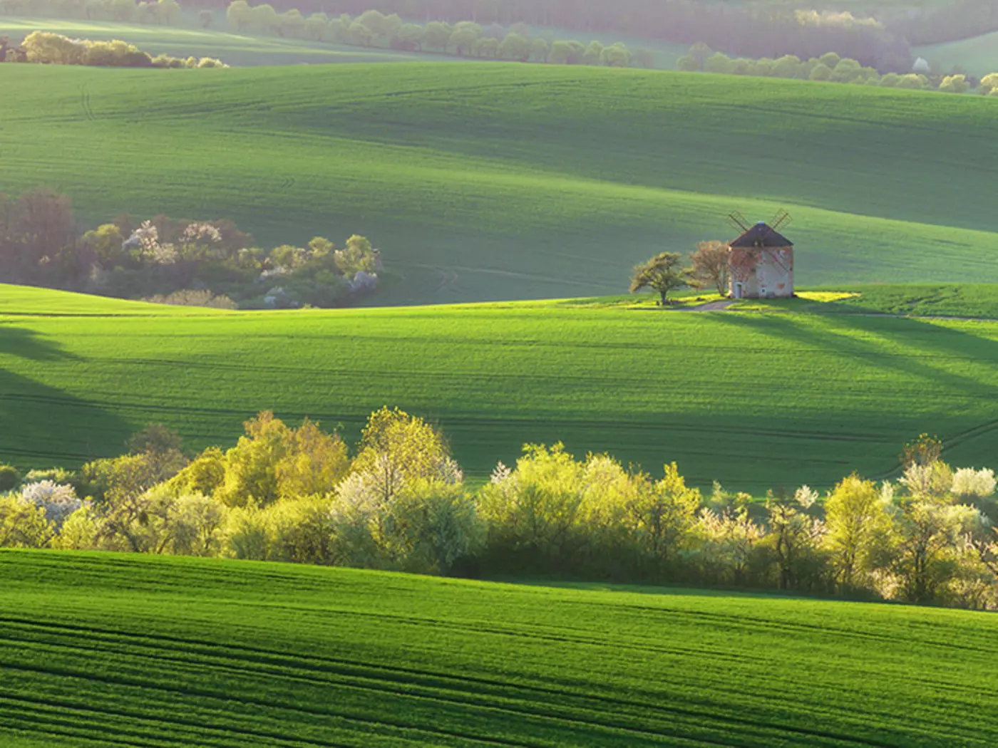 Wavy green fields