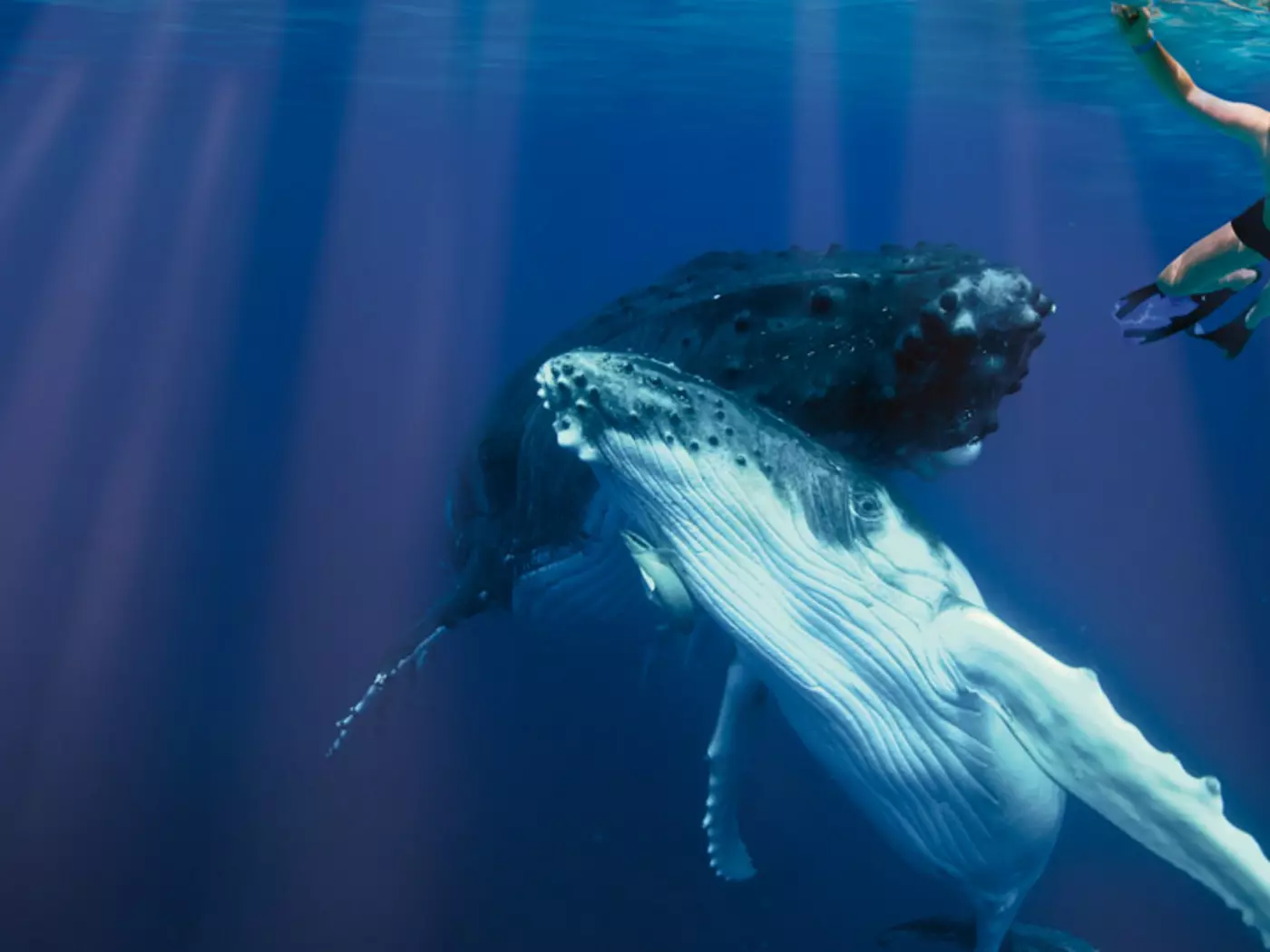 Swimming with whales is a great tour inclusion for your Tonga vacation.