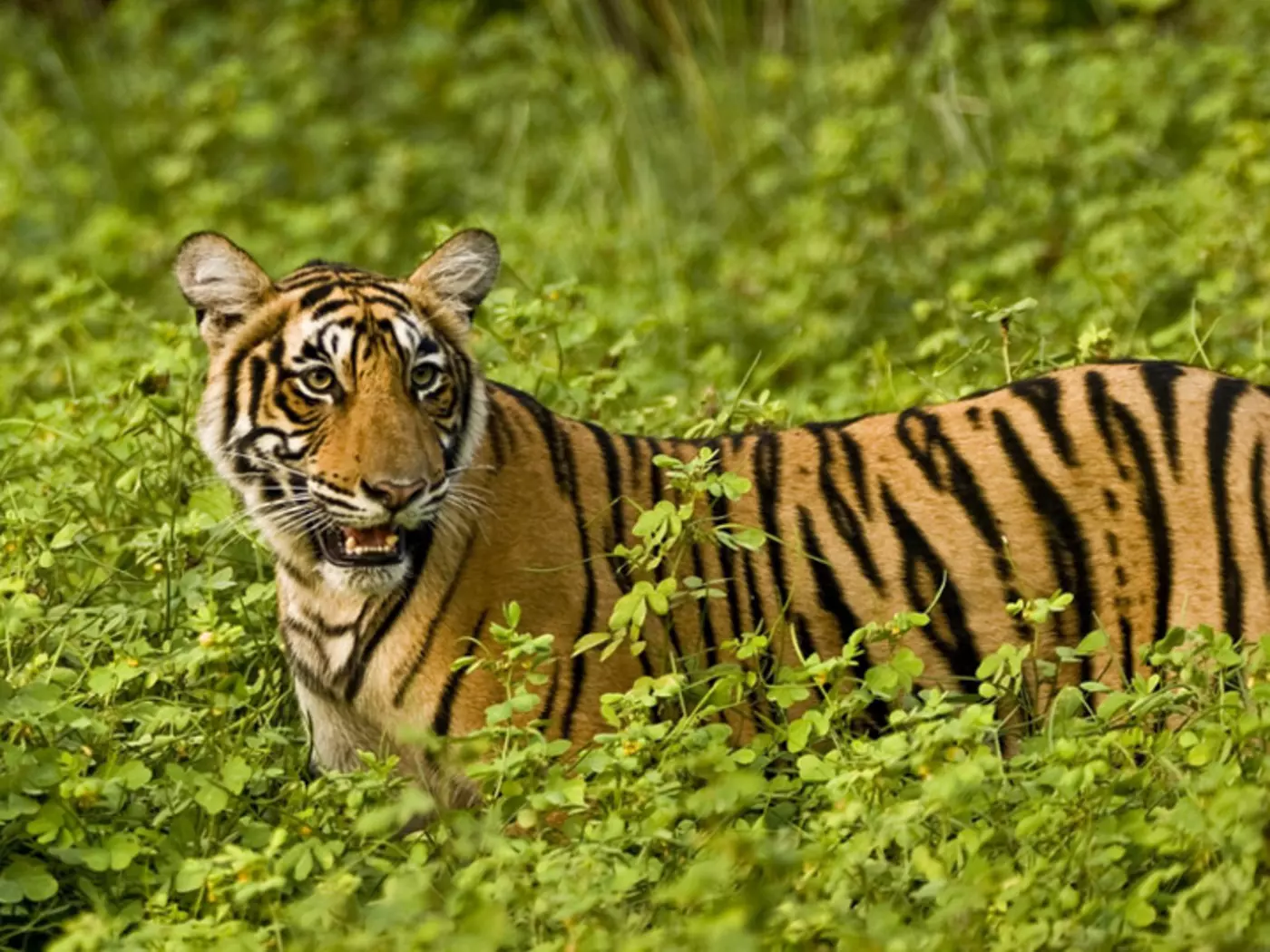 Explore Ranthambore National Park to discover tigers wandering in the wilderness