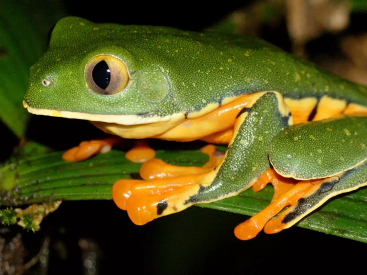 Splendid Leaf Frog