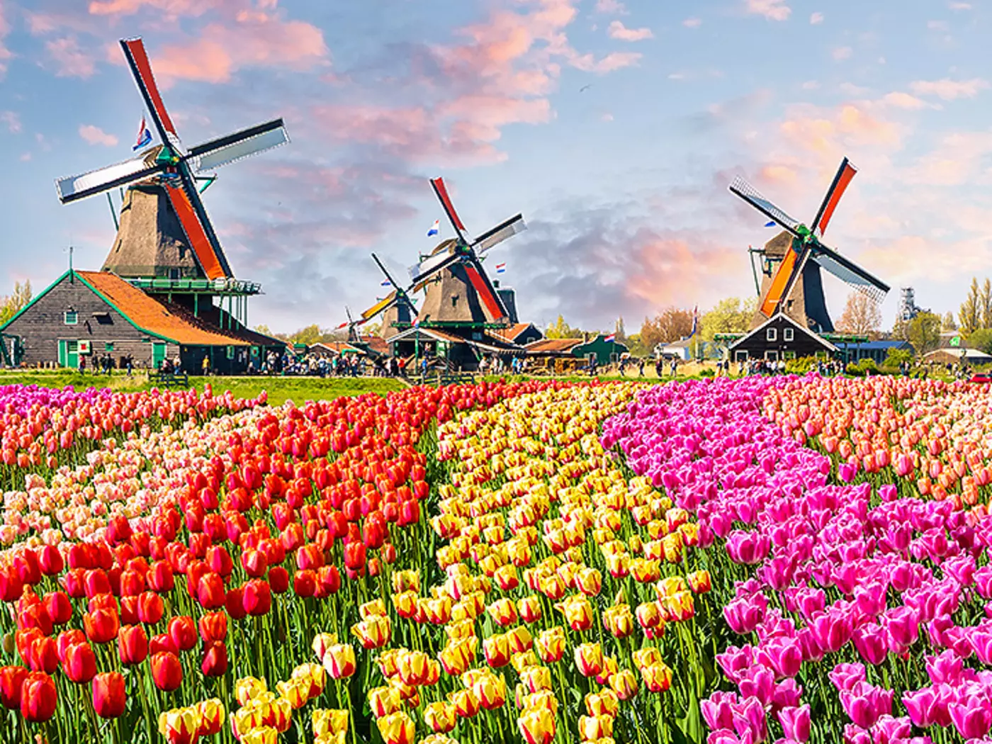 Step into the countryside to admire fields of the Netherlands' national flower, the tulip
