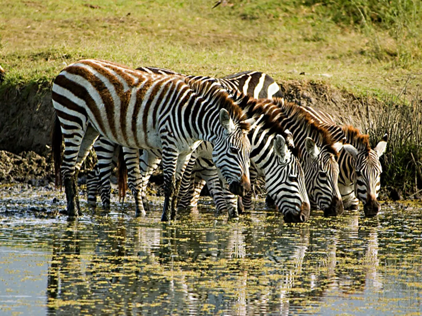 Zebras at the water holes - a great photo opportunity on all Botswana tours.