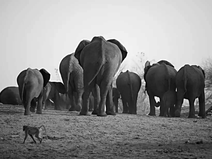 A herd of African elephants - a great photo opportunity while on your Botswana safari.