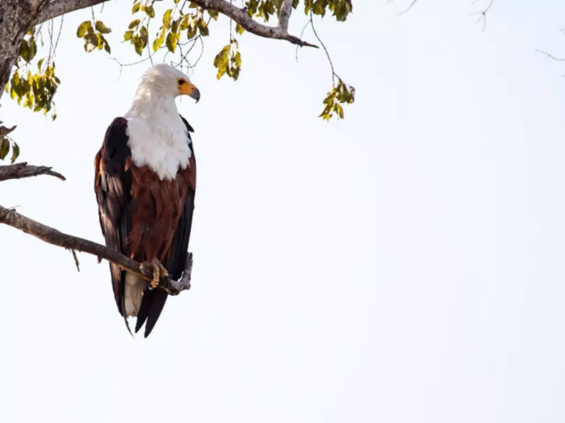 Its more than likely that you will spot a African Fish Eagle on your Botswana safari.