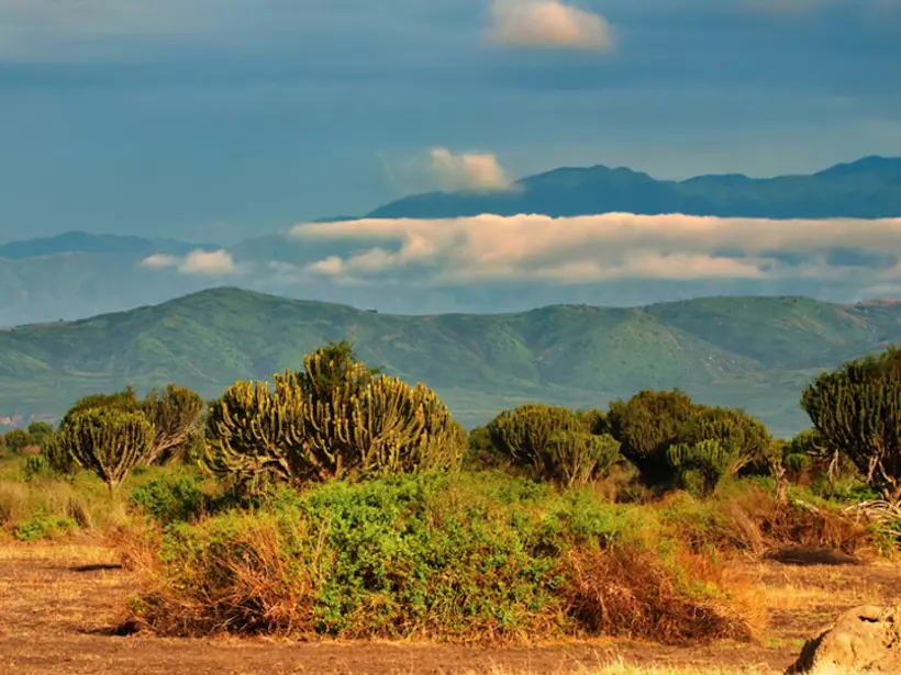 The African Savanna will spread out before you on your Uganda safari.