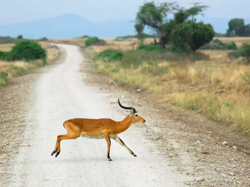 Antelope Reedbuck
