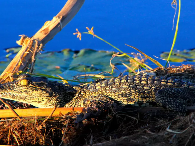 A baby Nile crocodile in the Okavanga Delta - a great photo opportunity on all Botswana safaris.