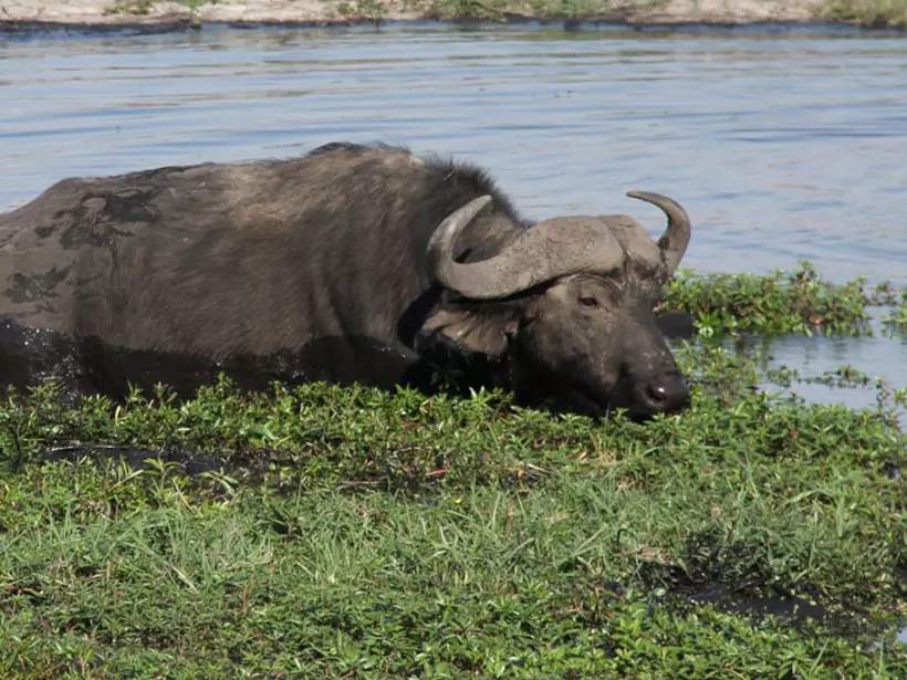 Cape Buffalo eating plants in the river