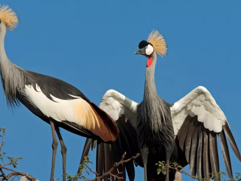 Crowned cranes