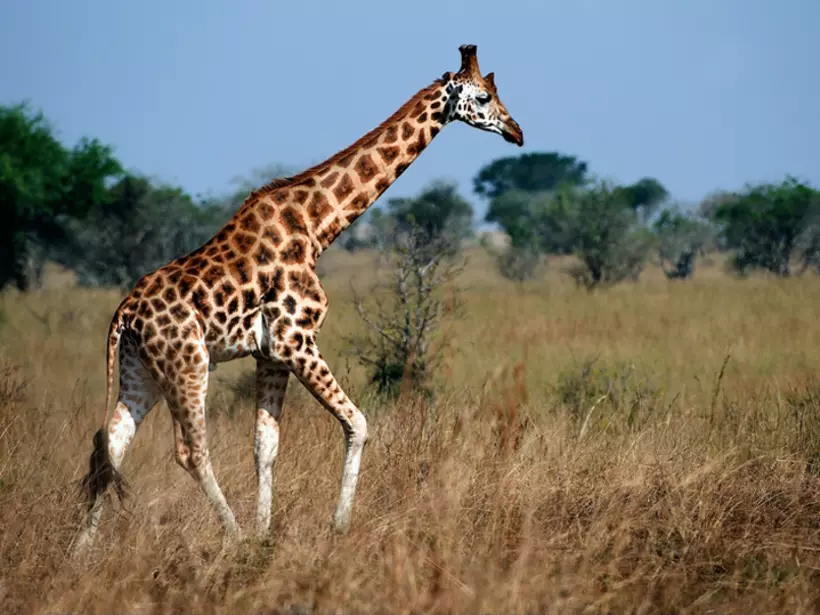 The majestic giraffe as seen on a Queen Elizabeth National Park safaris.
