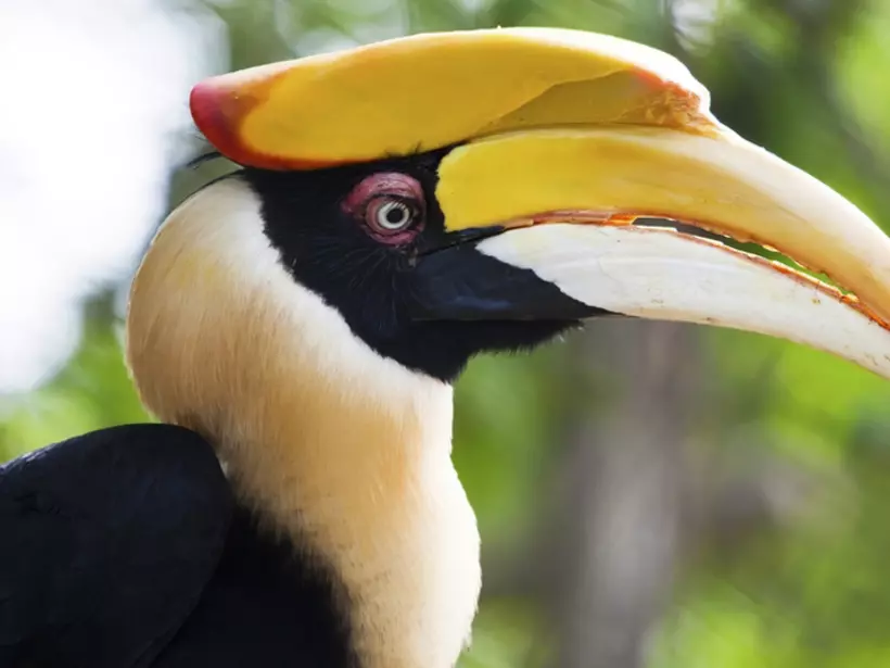 A Great Hornbill