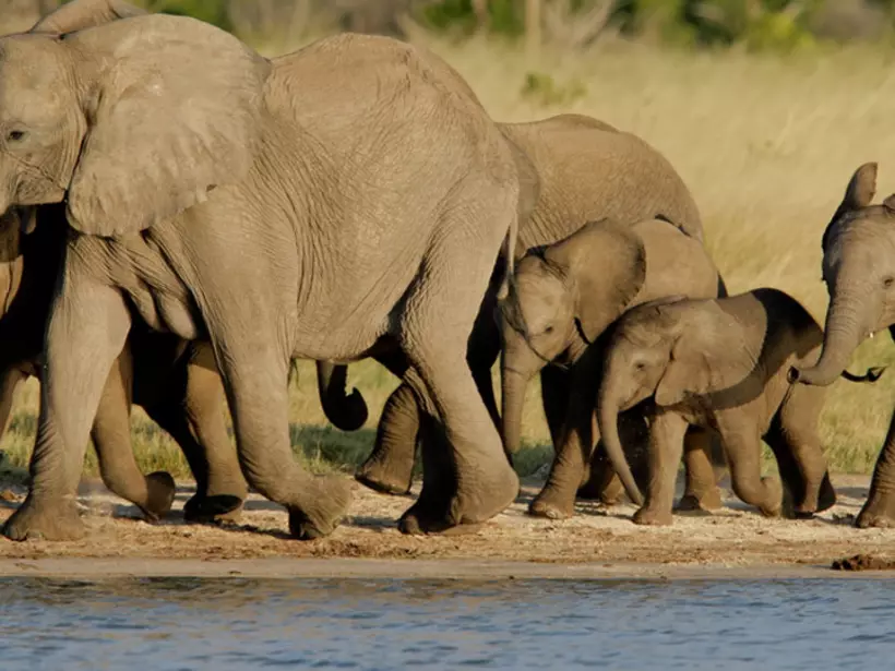 A herd of African elephants while on a Hwange National Park safari.