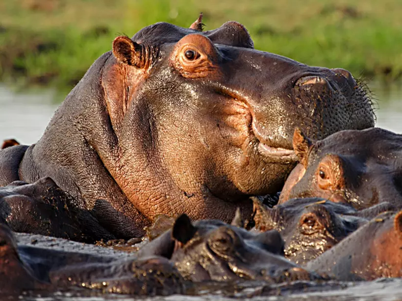 Hippopotamus in the Chobe River