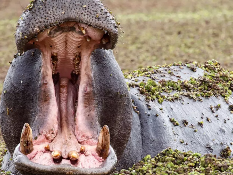 You will no doubt see hippopotamus while on your Moremi Game Reserve Safari.
