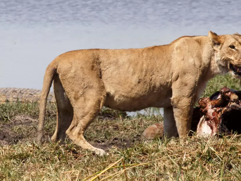Lion, Moremi National Park