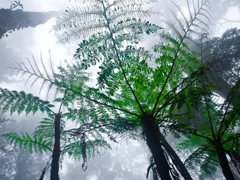 Misty mountain forest of Mount Kinabalu are a popular inclusion on many Malaysia tours.