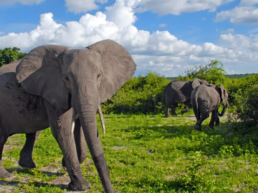 On Safari in Linyanti Wildlife Reserve, Botswana
