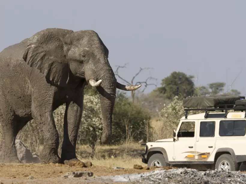 On a game drive in Botswana - always a great wildlife experience when on your Selinda Reserve safaris.