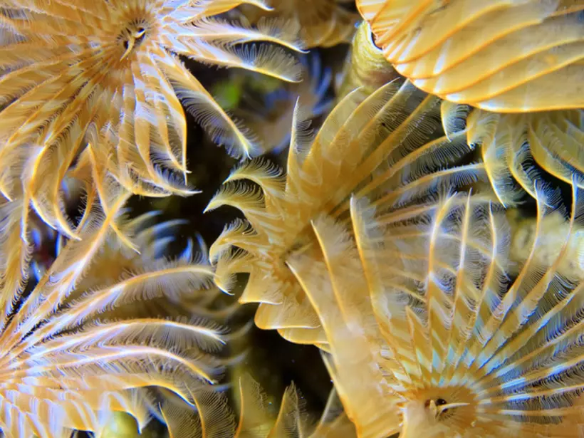 Social Feather-Duster Worms