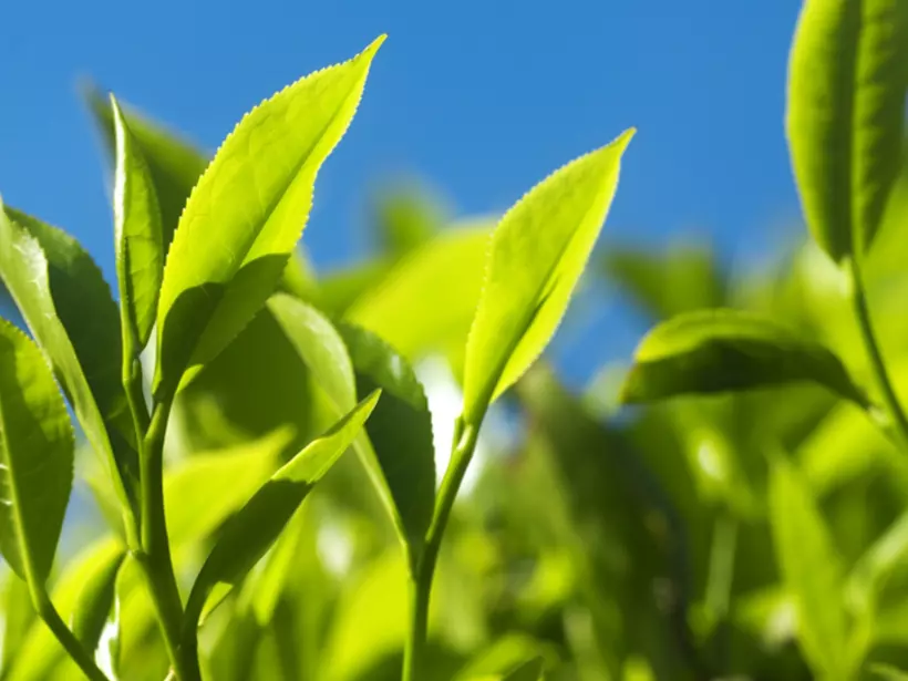 Tea leaves in the morning sunlight