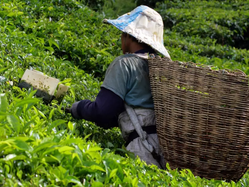 Picking tea at one of many tea plantations