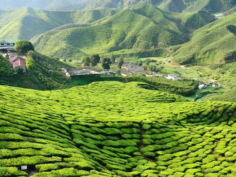 Rolling green hills of tea are found in the Cameron Highlands - always a great photo opportunity on Malaysia tours.