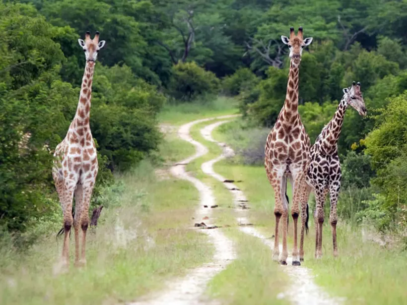 Three giraffe bulls standing along a dirt track