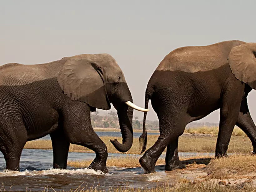 Two male elephants in Chobe National Park_