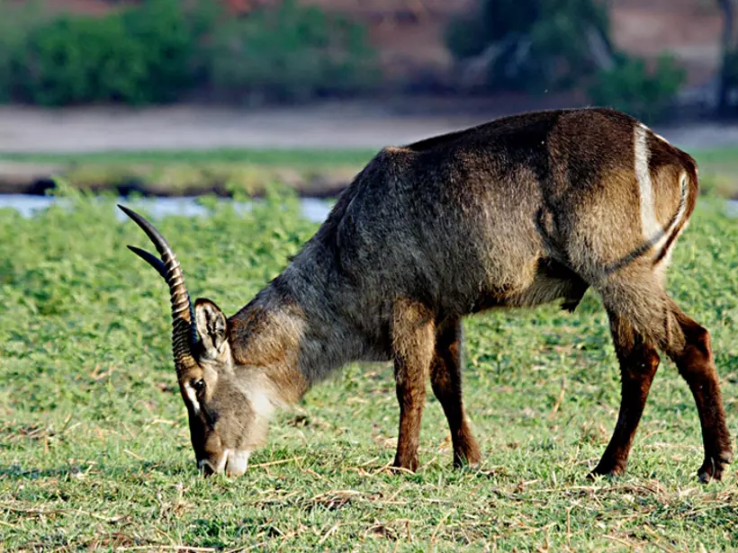 Waterbuck