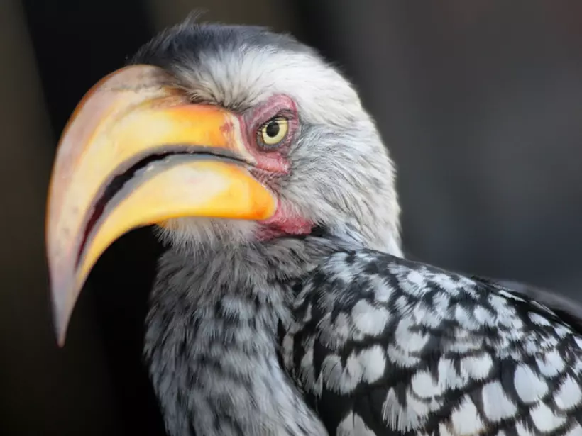 The Yellow-billed Hornbill is always a great photo subject on Zimbabwe vacations.