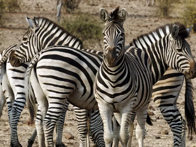 You will see lots of Zebras on your Chobe National Park safari.