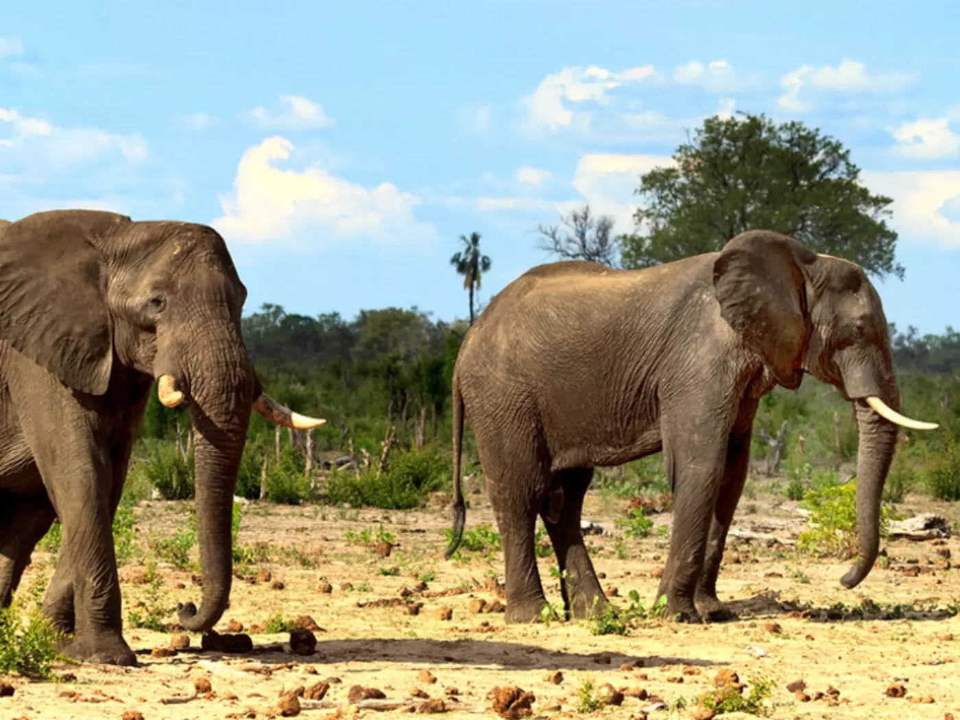 Elephants on the plains